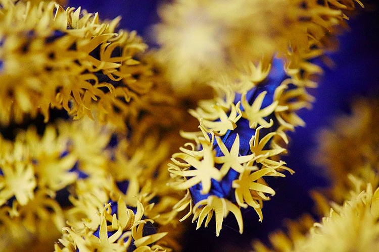 Paper Art Coral Reef by Mlle Hipolyte