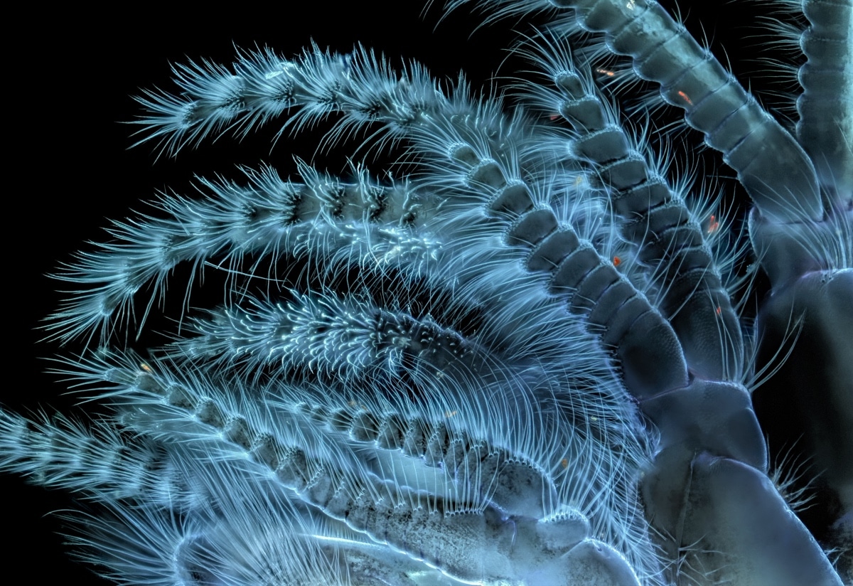 Ganadores Concurso de Fotografía Microscópica Nikon Small World 2018