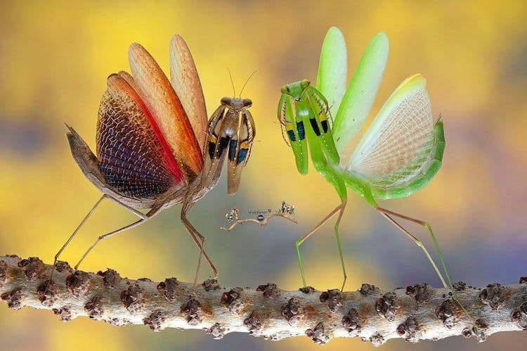 Mantis Macro Photography