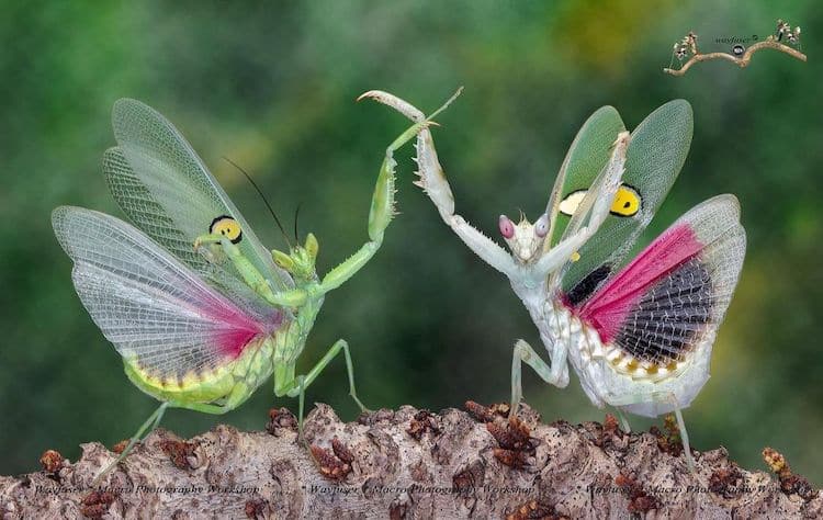 Mantis Macro Photography