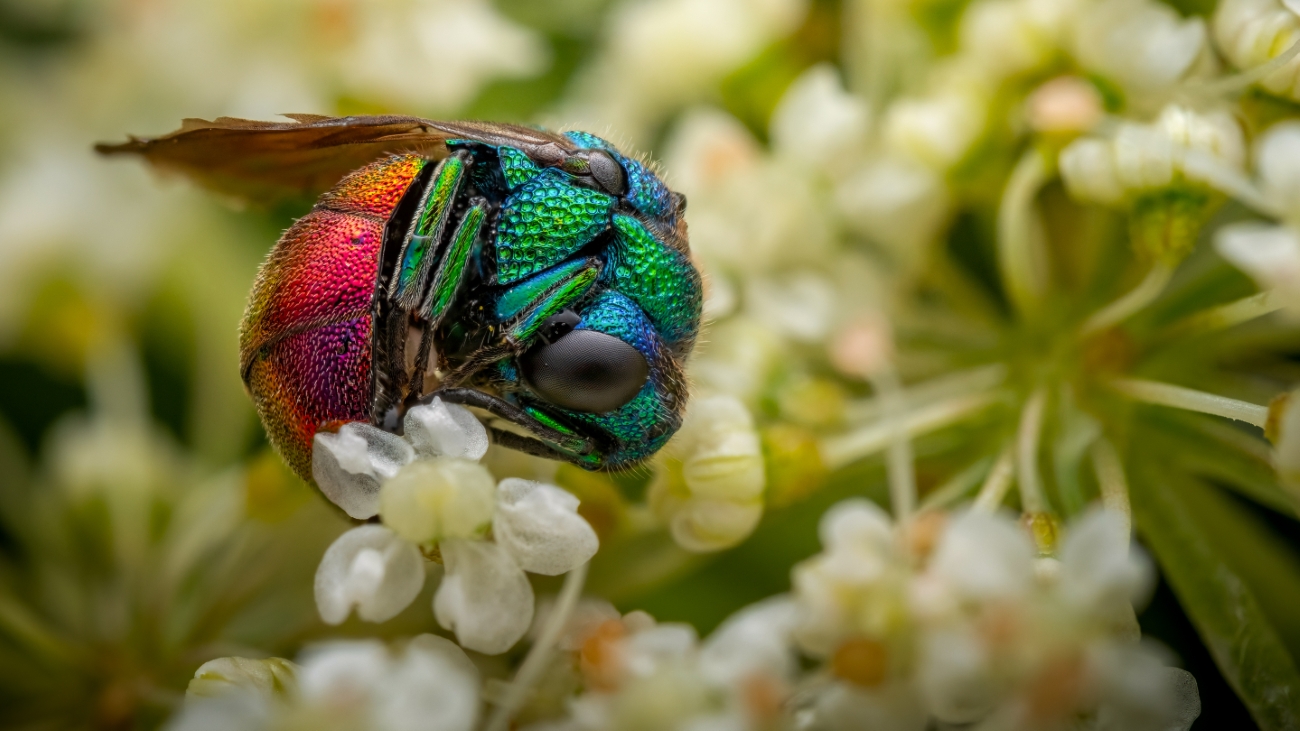 A cuckoo wasp curled up in a wild carrot flower to hide from the rain.