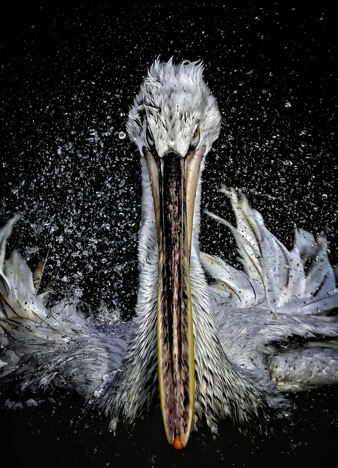 Portrait of a pelican