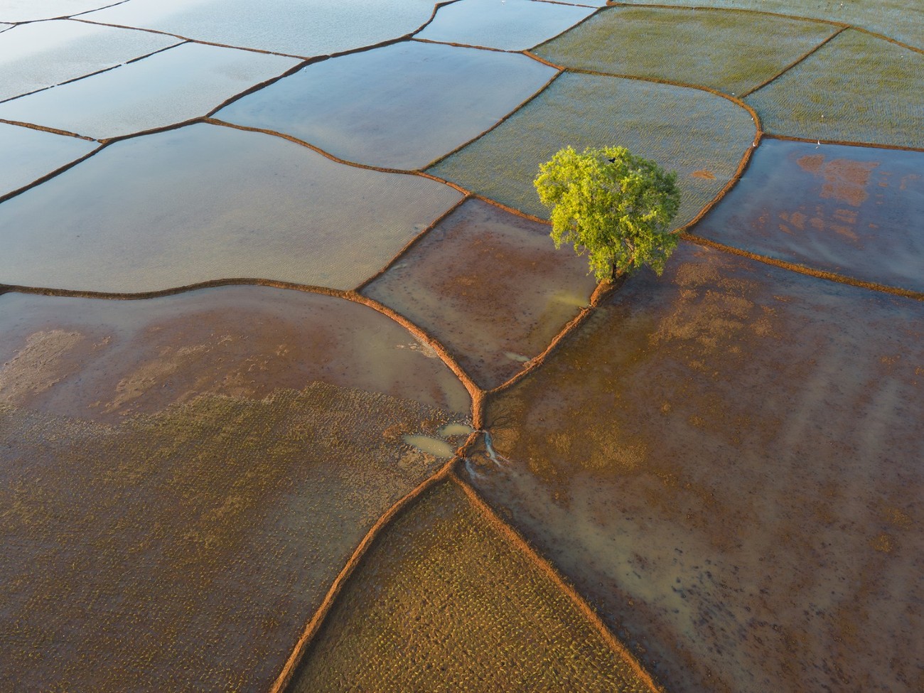 A lone tree standing tall and alive in a paddy field which has freshly sown rice